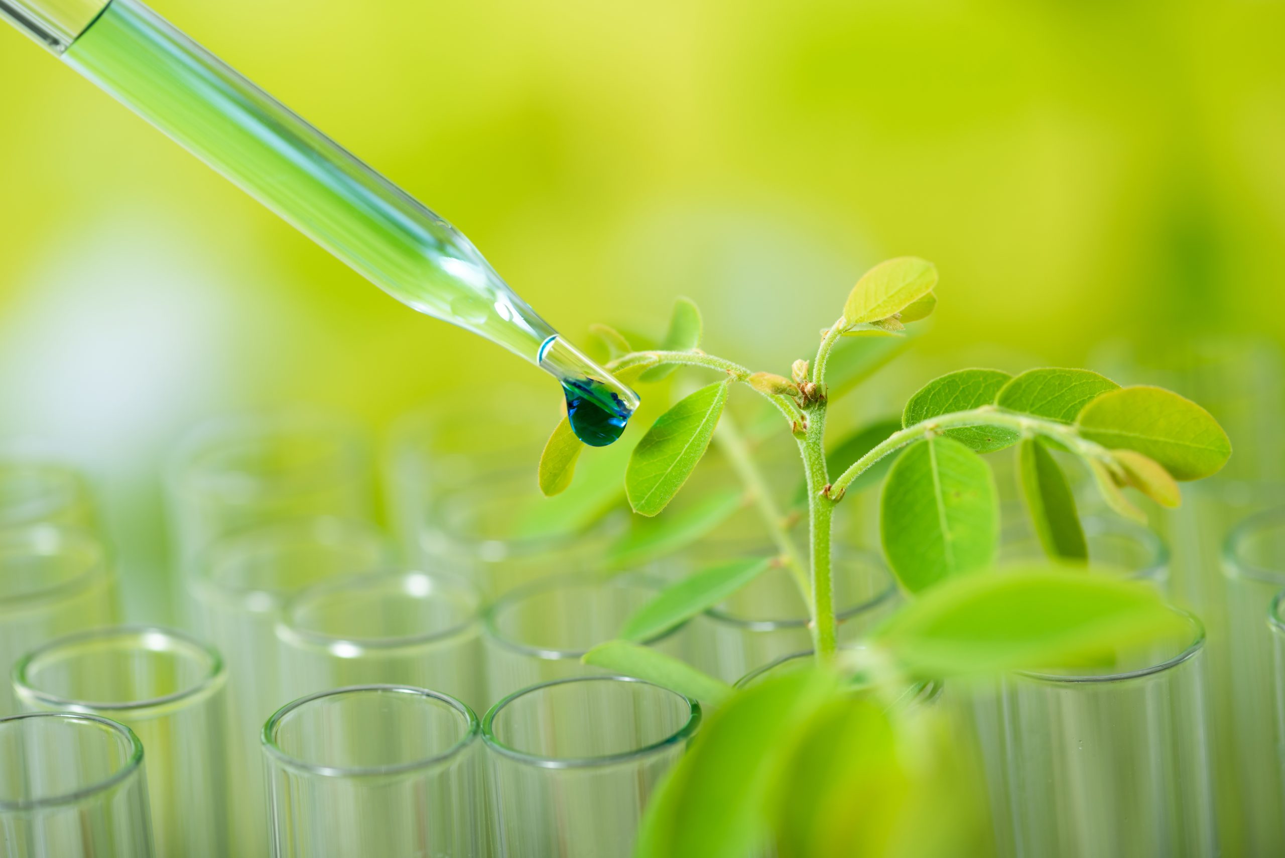 pipette dropping green sample chemical over young sample plant pipette over test tube dropping sample chemical into sample herbal plaint , biotechnoloy research concept.