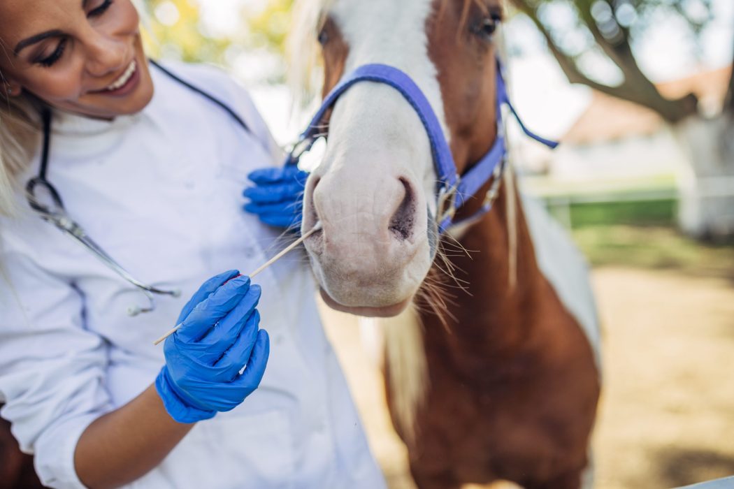 Veterinarian examining a beautiful horse outdoors at ranch.