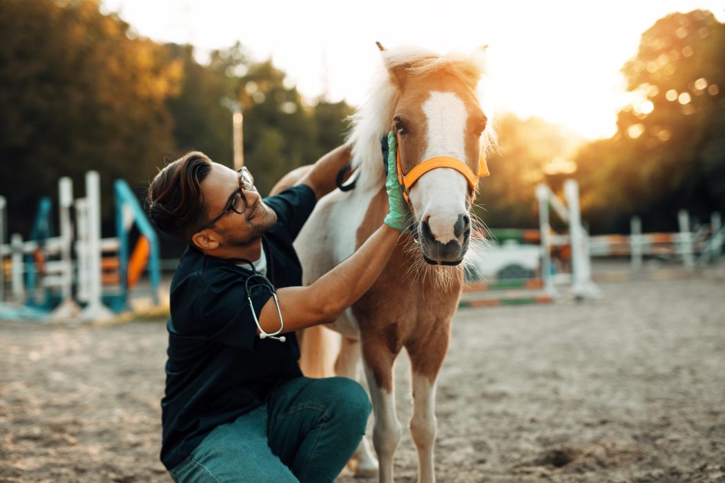 Young attractive male veterinarian enjoying with adorable little pony horse.