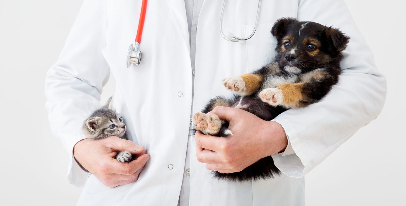 Kitten puppy in doctor hands veterinary clinic. Cat dog at vet check up. Vet doctor holding kitten, puppy for check health, mammal animal pets. Vet doctor with stethoscope. Long web banner on white.